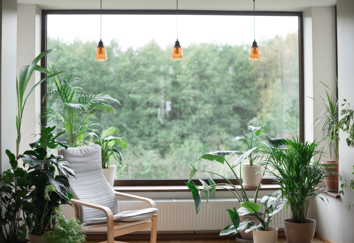 Растения, които качествено ще подобрят въздуха във вашите домакинства